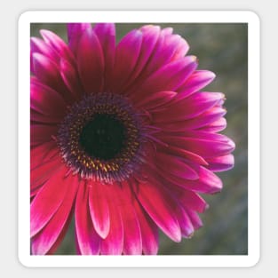 Vintage Pink Daisy Sticker